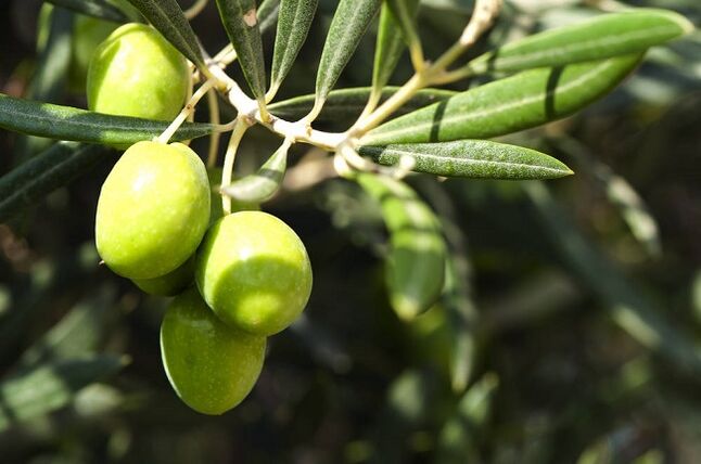 Benefits of eating olives on the ketogenic diet